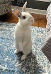 adoptable Rabbit in  named Berlin