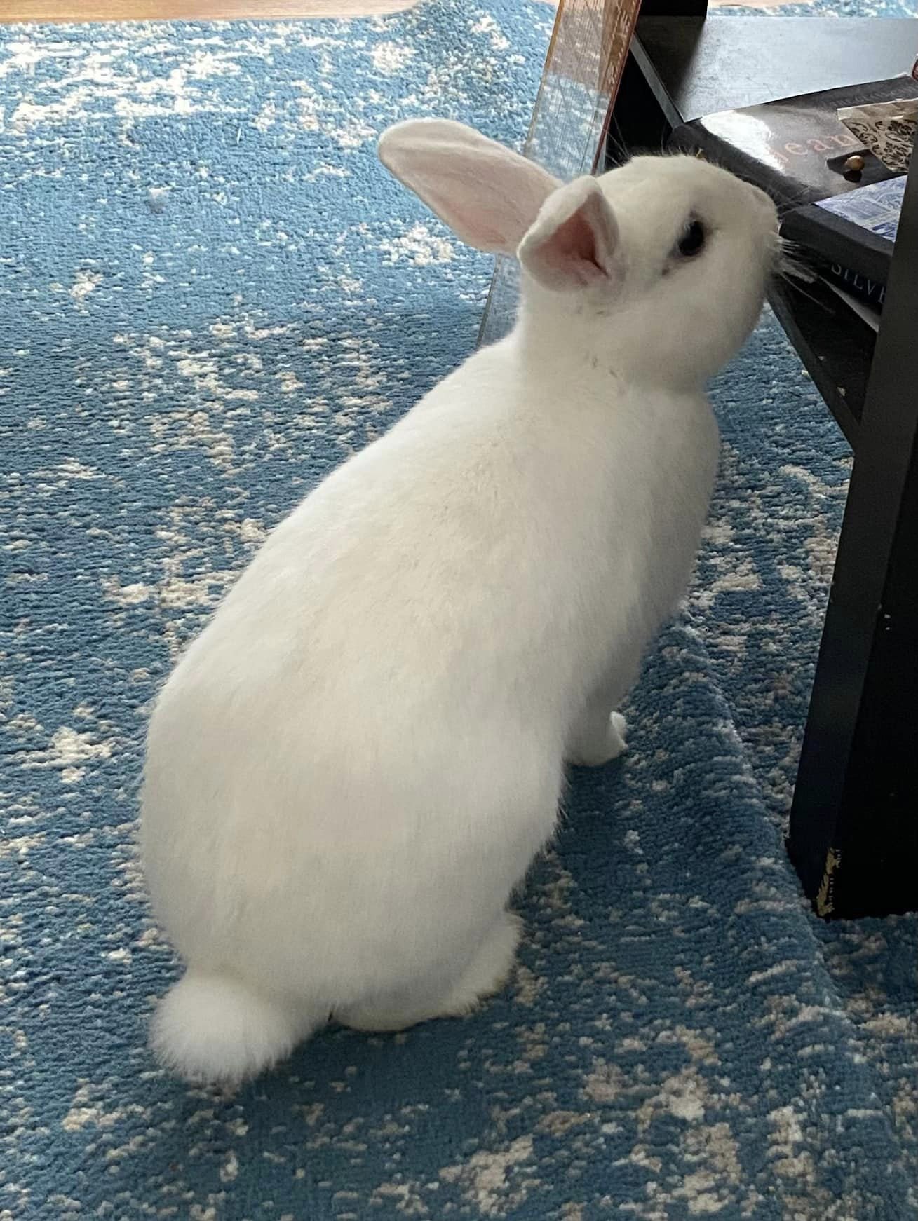 adoptable Rabbit in Lakeville, MN named Lexi