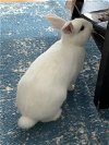 adoptable Rabbit in , MN named Lexi