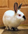adoptable Rabbit in lakeville, MN named Pine