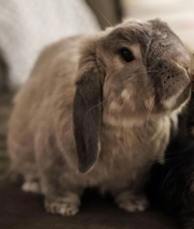 adoptable Rabbit in Lakeville, MN named Sherman