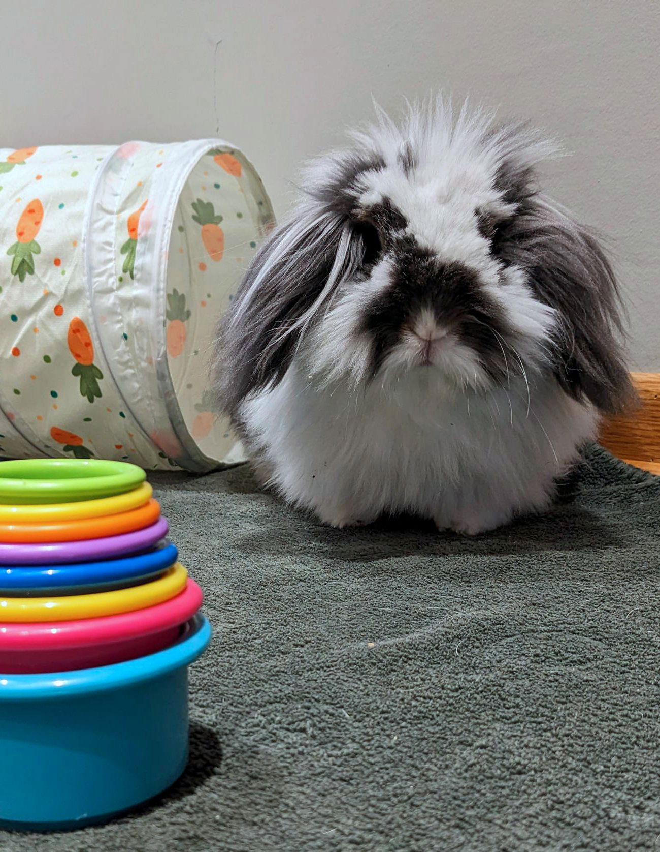 adoptable Rabbit in Lakeville, MN named Oscar