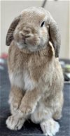adoptable Rabbit in lakeville, MN named Garfield