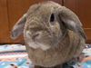 adoptable Rabbit in Lakeville, MN named Garfield