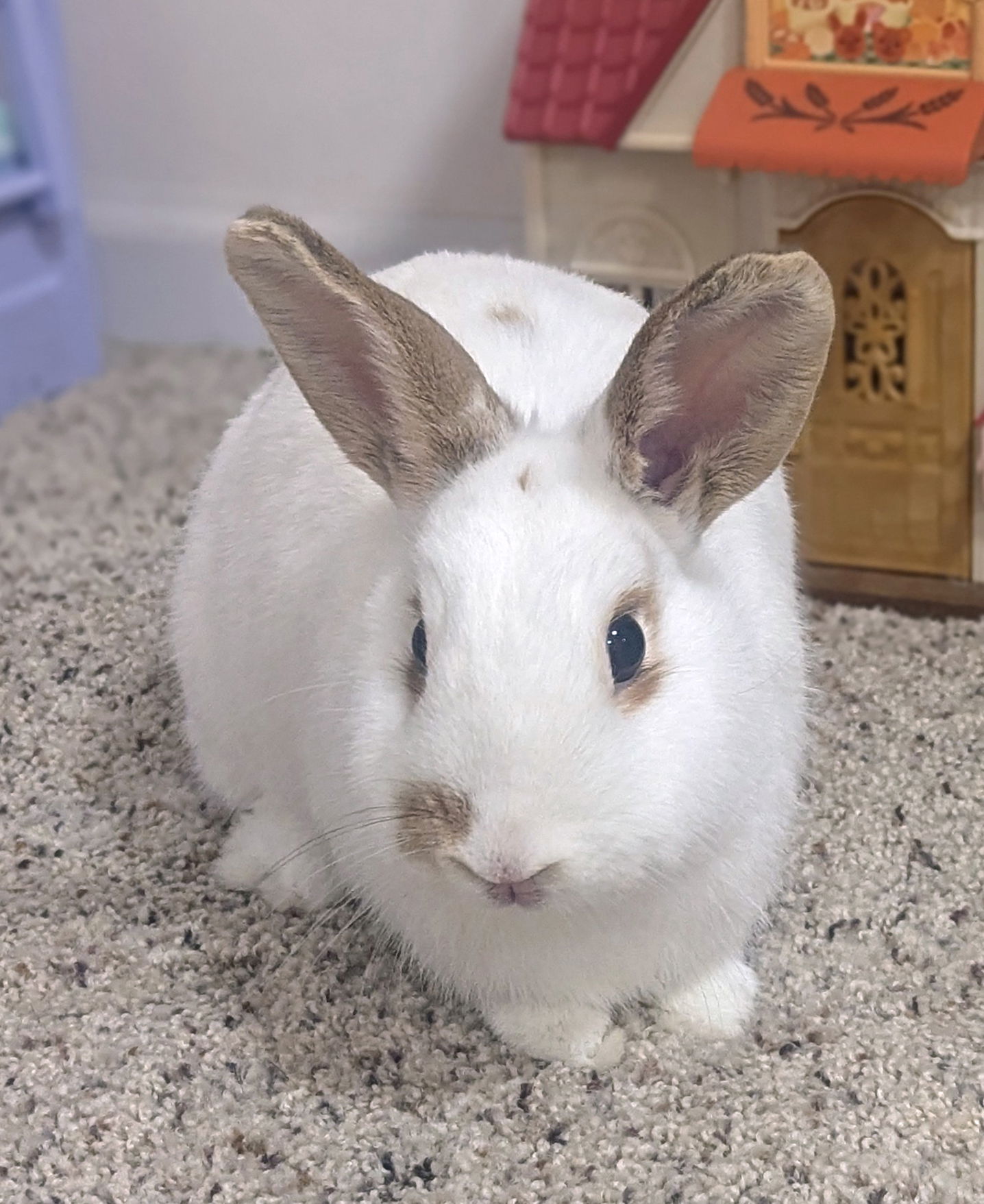 adoptable Rabbit in Lakeville, MN named Peyton