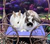 adoptable Rabbit in lakeville, MN named Peyton