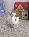 adoptable Rabbit in  named Peyton