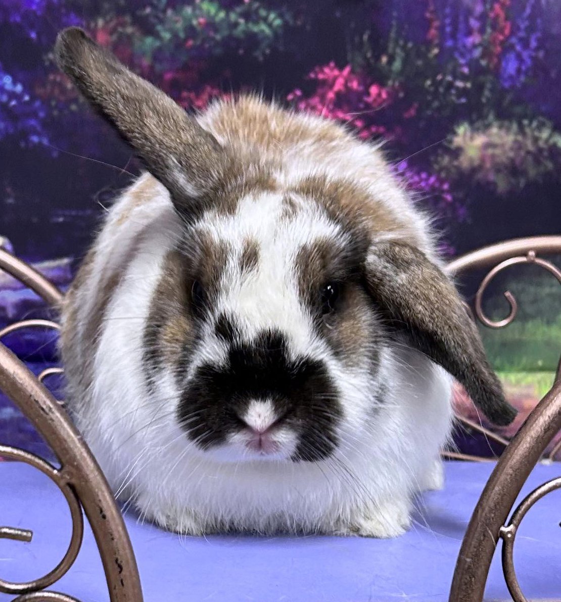 adoptable Rabbit in Lakeville, MN named Harper