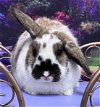 adoptable Rabbit in  named Harper