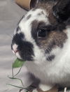 adoptable Rabbit in  named Harper