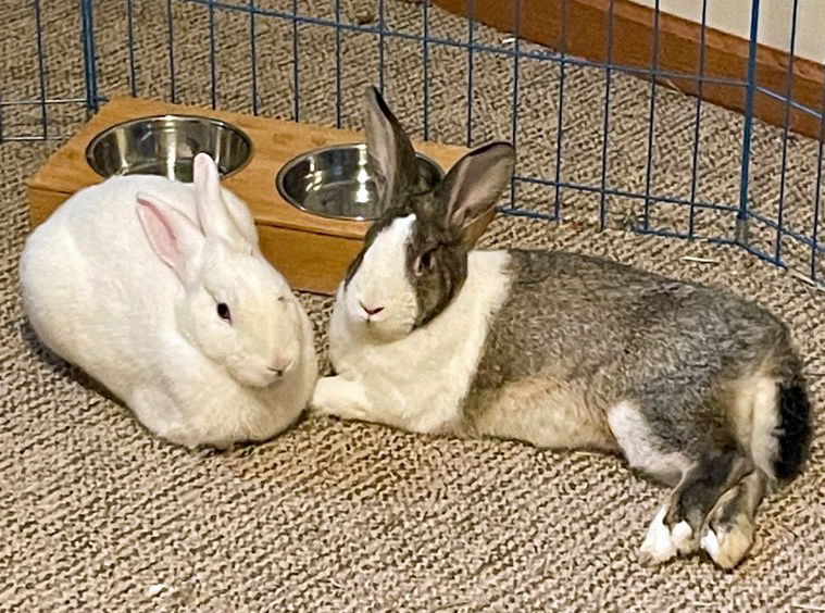 adoptable Rabbit in Lakeville, MN named Spritz