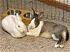 adoptable Rabbit in  named Spritz