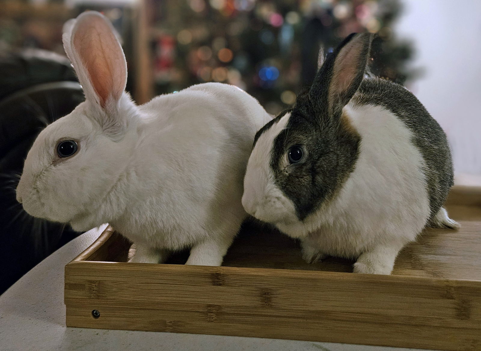 adoptable Rabbit in Lakeville, MN named Spritz