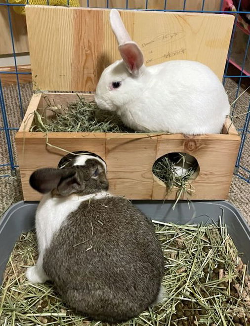 adoptable Rabbit in Lakeville, MN named Blossem