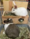 adoptable Rabbit in , MN named Blossem