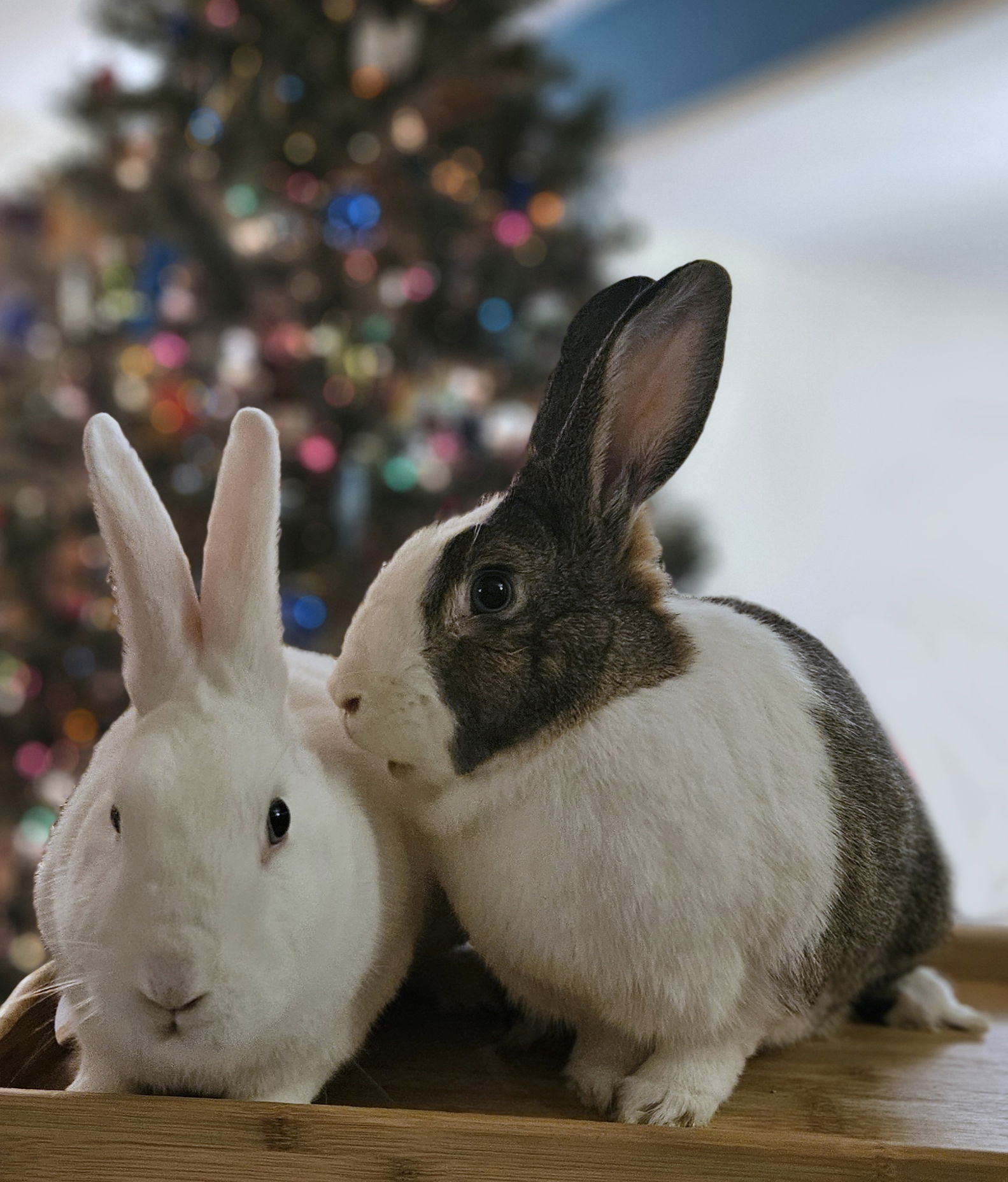 adoptable Rabbit in Lakeville, MN named Blossem