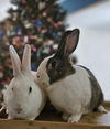 adoptable Rabbit in  named Blossem