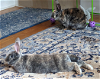 adoptable Rabbit in lakeville, MN named Frito