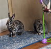 adoptable Rabbit in Lakeville, MN named Cheeto