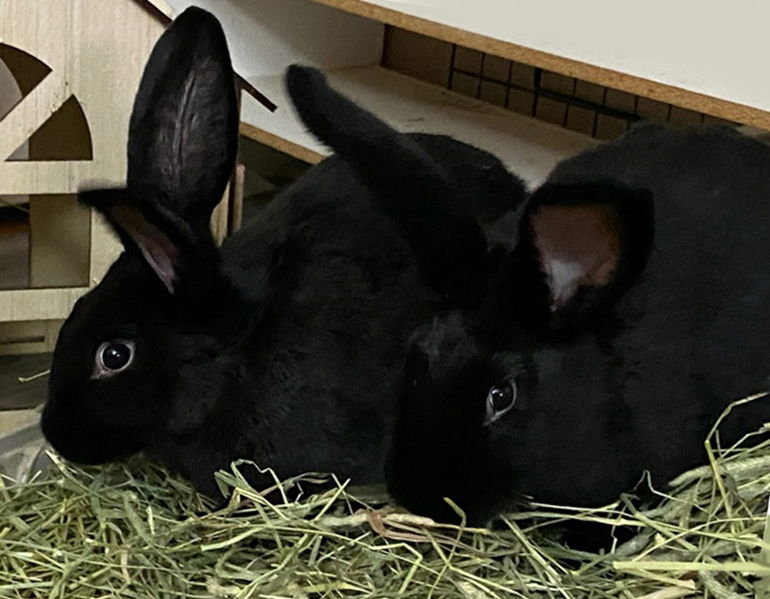 adoptable Rabbit in Lakeville, MN named Blueberry