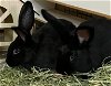 adoptable Rabbit in , MN named Blueberry