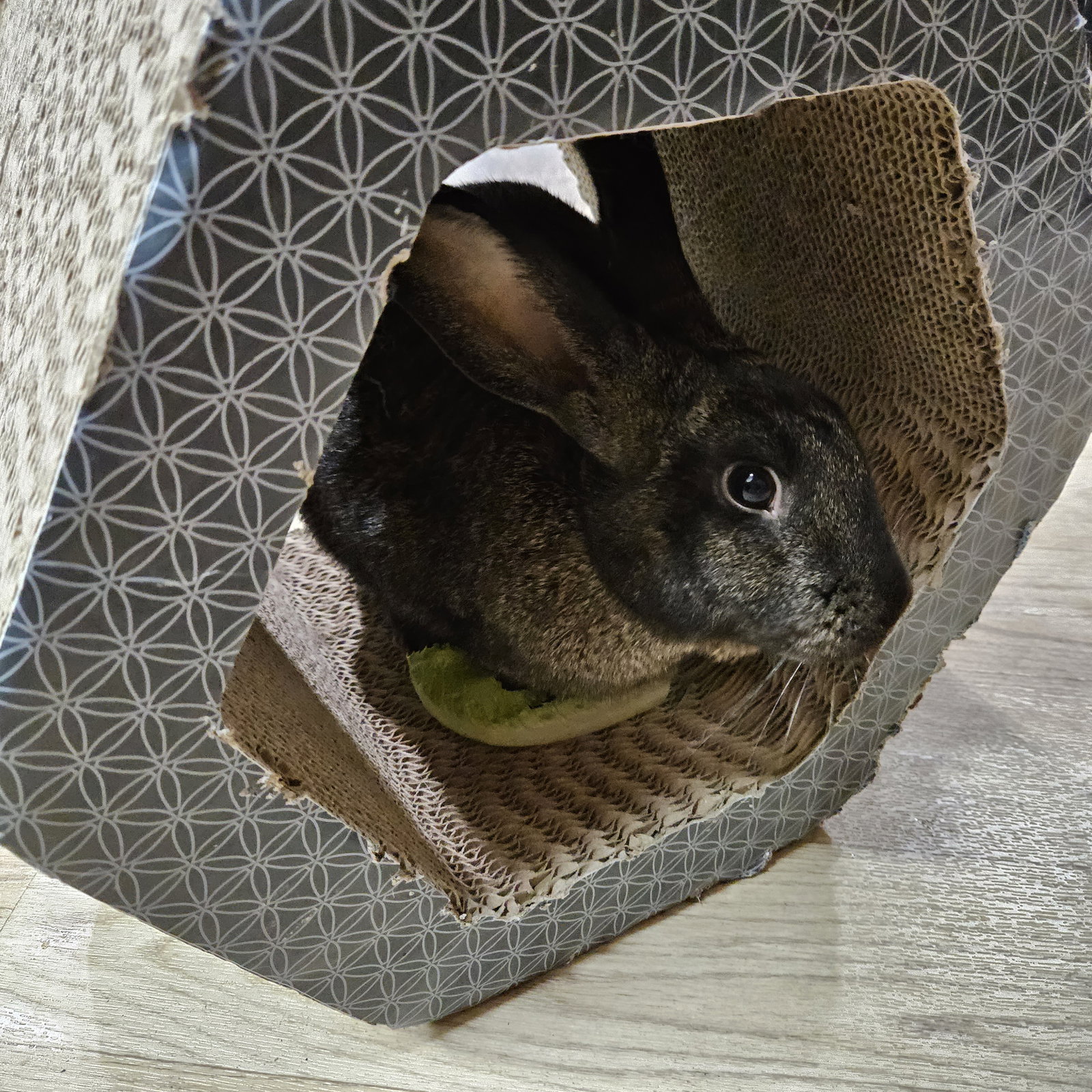 Rabbit adoption in Lakeville, MN 55044 New Zealand / Mixed Rabbit "Christa"