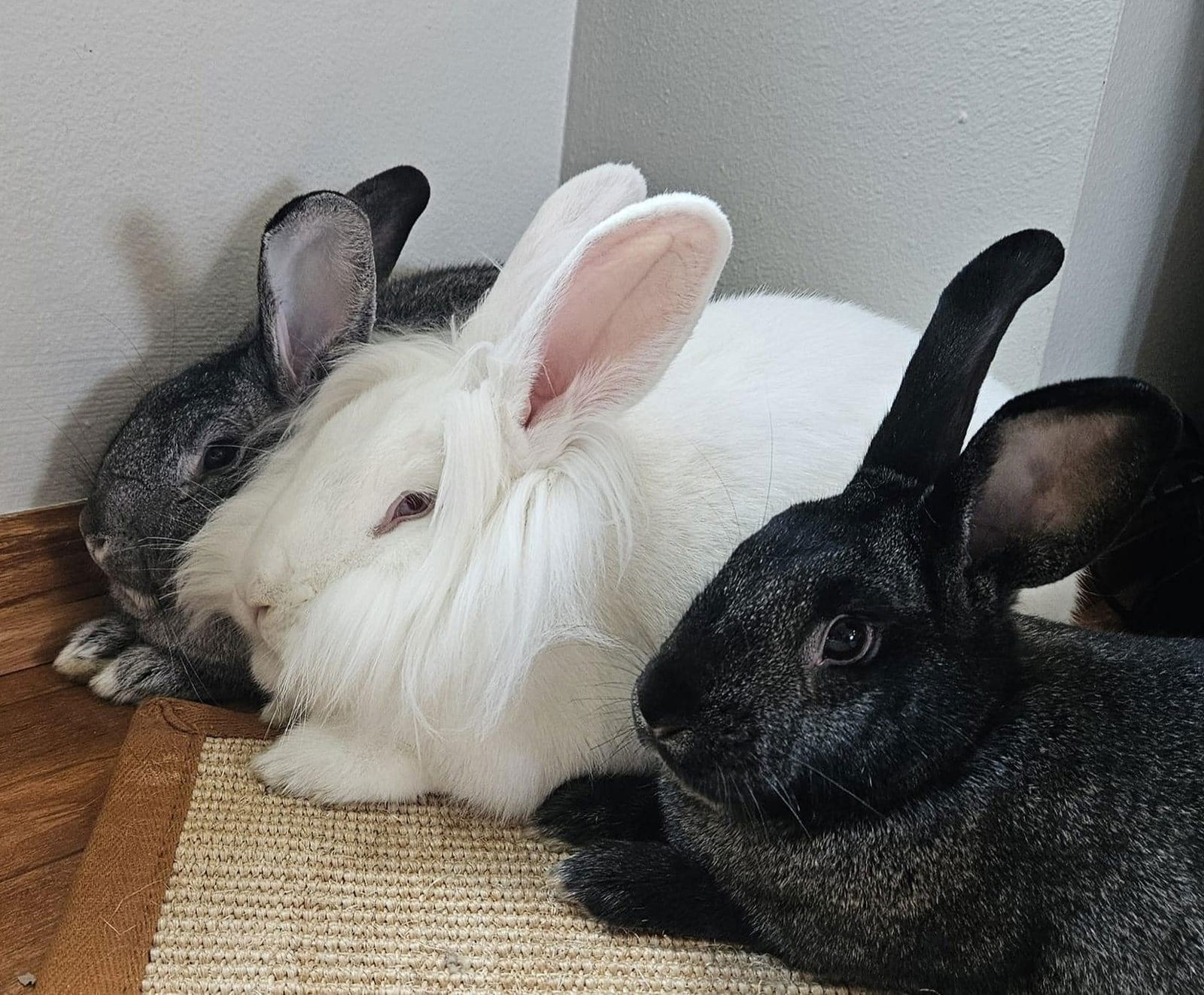 adoptable Rabbit in Lakeville, MN named Christa