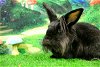 adoptable Rabbit in  named Wulfy (Jeff)