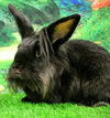 adoptable Rabbit in  named Wulfy (Jeff)