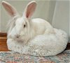 adoptable Rabbit in lakeville, MN named Jenny