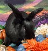 adoptable Rabbit in  named Binx (Jim)