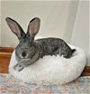 adoptable Rabbit in lakeville, MN named Phyllis