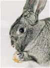 adoptable Rabbit in  named Phyllis