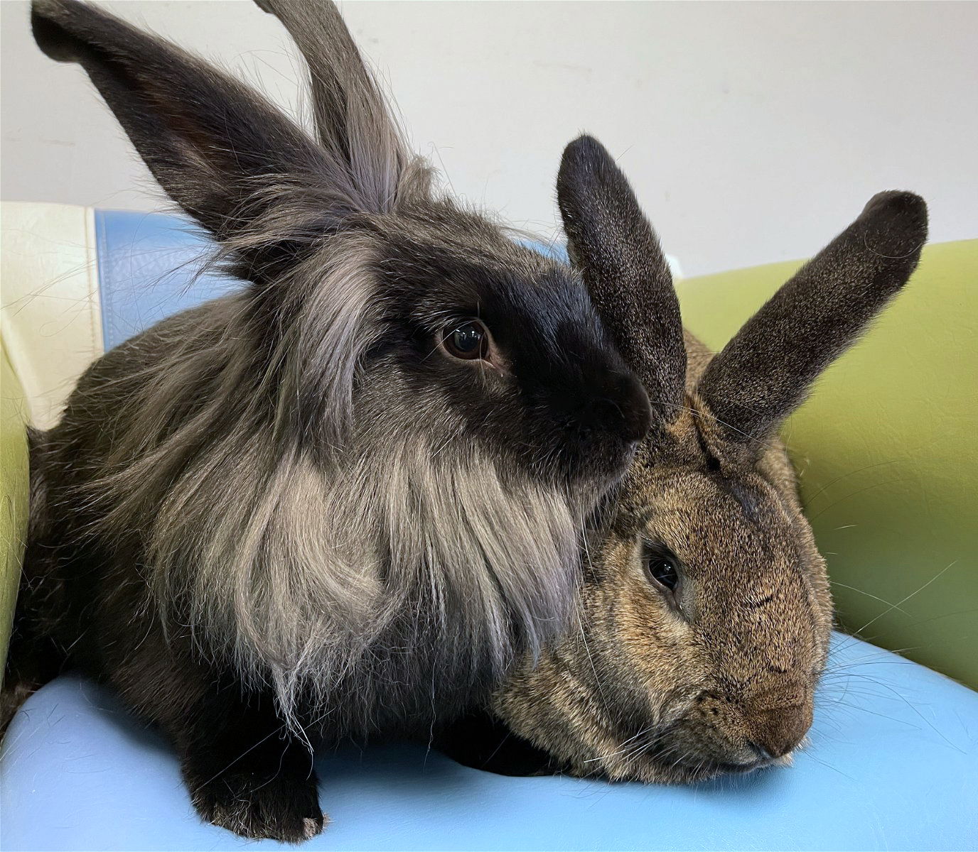 adoptable Rabbit in Lakeville, MN named Seth