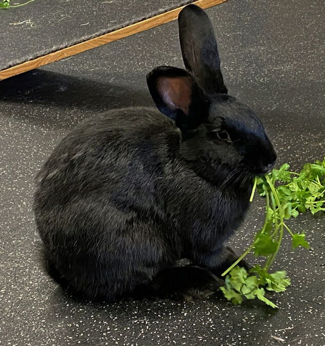 adoptable Rabbit in Lakeville, MN named Sofie