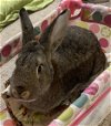 adoptable Rabbit in  named Stevie