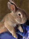 adoptable Rabbit in  named Herald