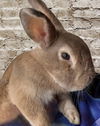 adoptable Rabbit in Lakeville, MN named Herald