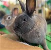 adoptable Rabbit in  named Jarold