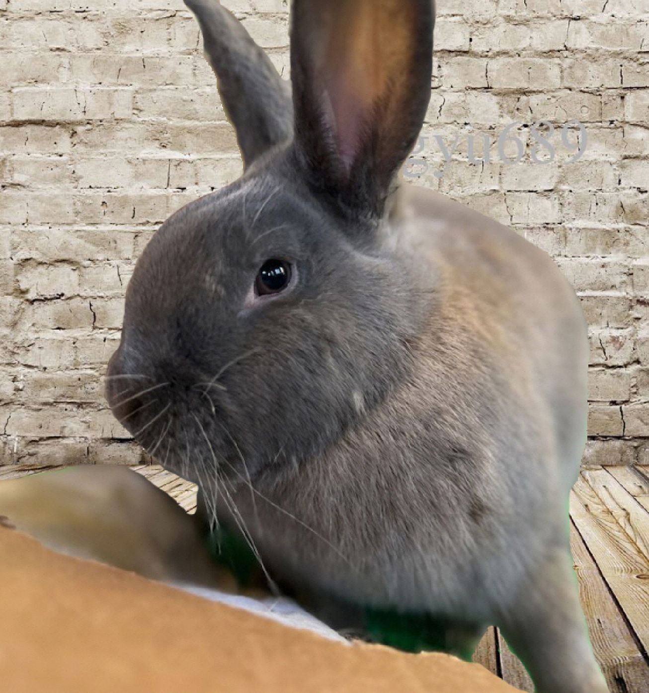 adoptable Rabbit in Lakeville, MN named Jarold