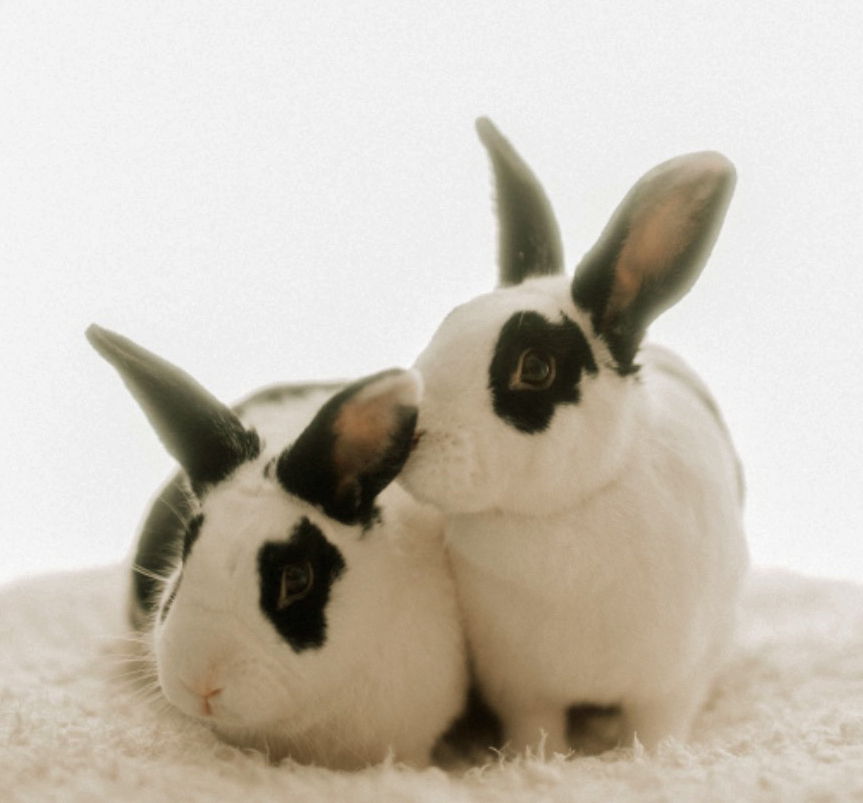 adoptable Rabbit in Lakeville, MN named Retta