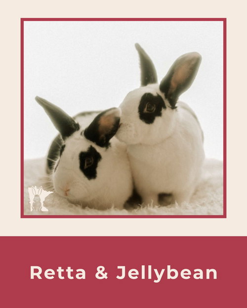 Photo 4 of Jelly Bean