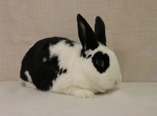 Photo 2 of Jelly Bean