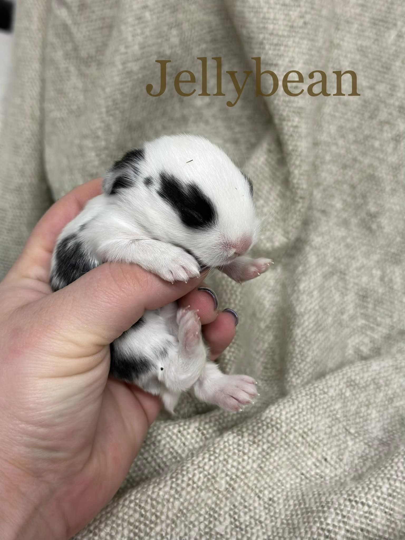 Jelly Bean, photo 13