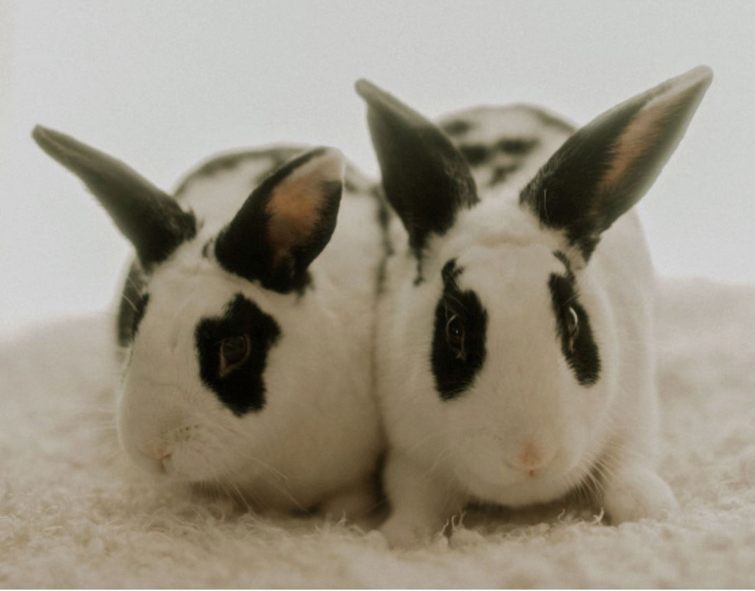 adoptable Rabbit in Lakeville, MN named Jelly Bean