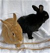 adoptable Rabbit in  named Amber