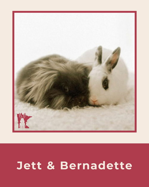 Photo 4 of Jett