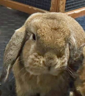 Reginald AKA "Regi", photo 12