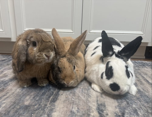 Reginald AKA "Regi", a Holland Lop