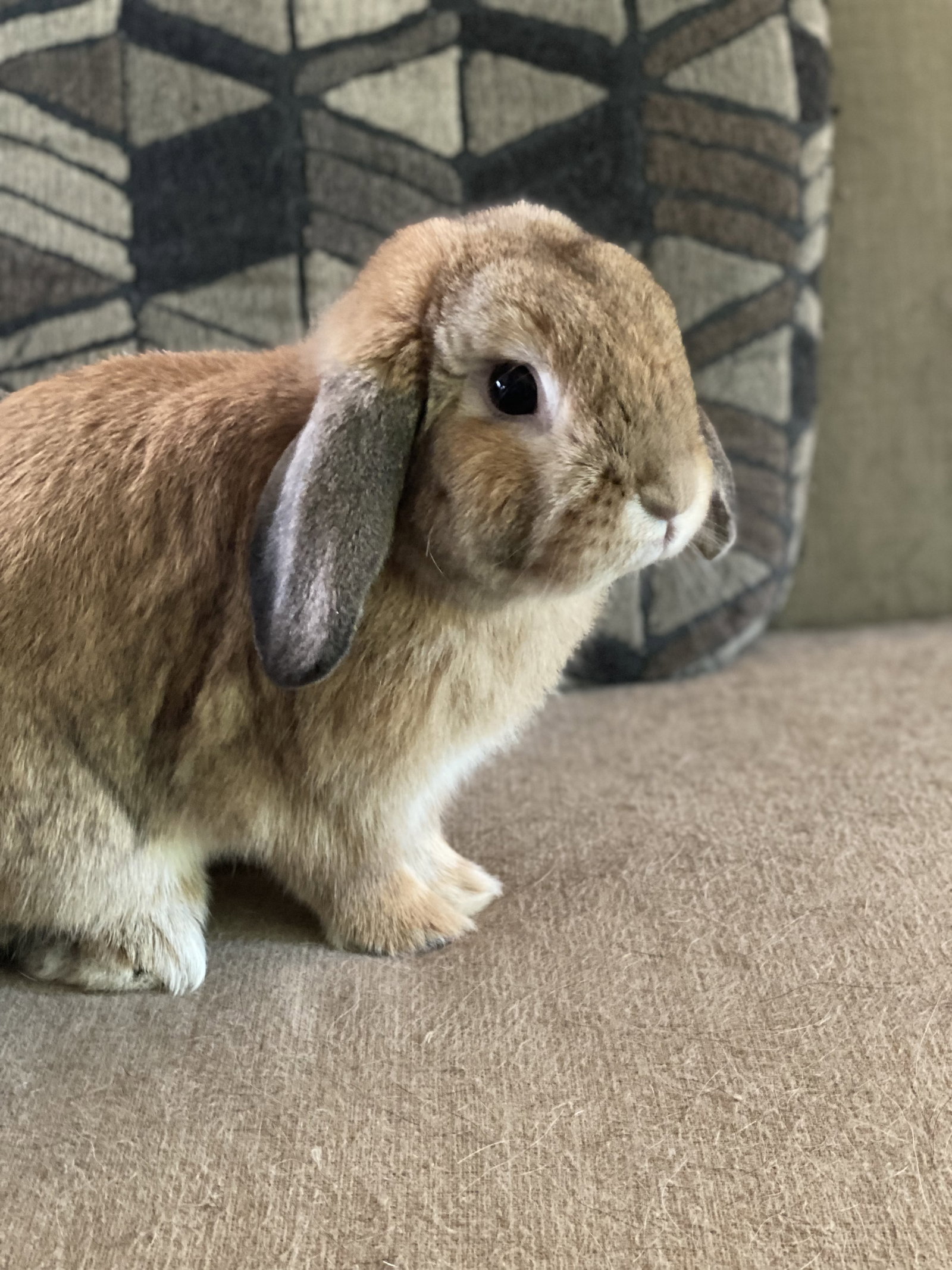 Reginald AKA "Regi", photo 4